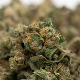 Dried Lemon Cherry Gelato THCa Indoor Flower with orange hairs and frosty trichomes